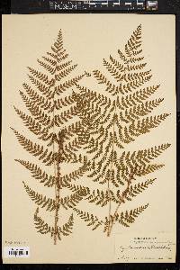 Dryopteris intermedia image