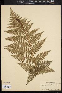 Dryopteris intermedia image