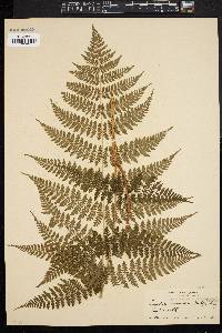 Dryopteris intermedia image