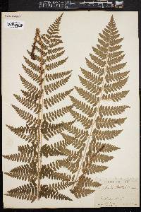 Dryopteris intermedia image