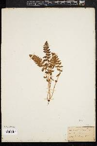 Woodsia ilvensis image