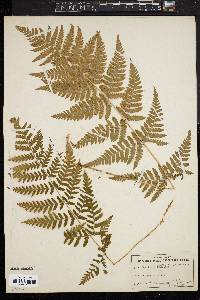 Dryopteris campyloptera image