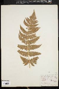 Dryopteris campyloptera image