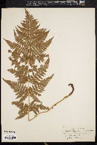 Dryopteris campyloptera image