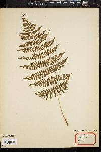 Dryopteris campyloptera image