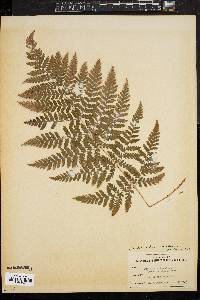 Dryopteris campyloptera image