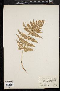 Dryopteris campyloptera image