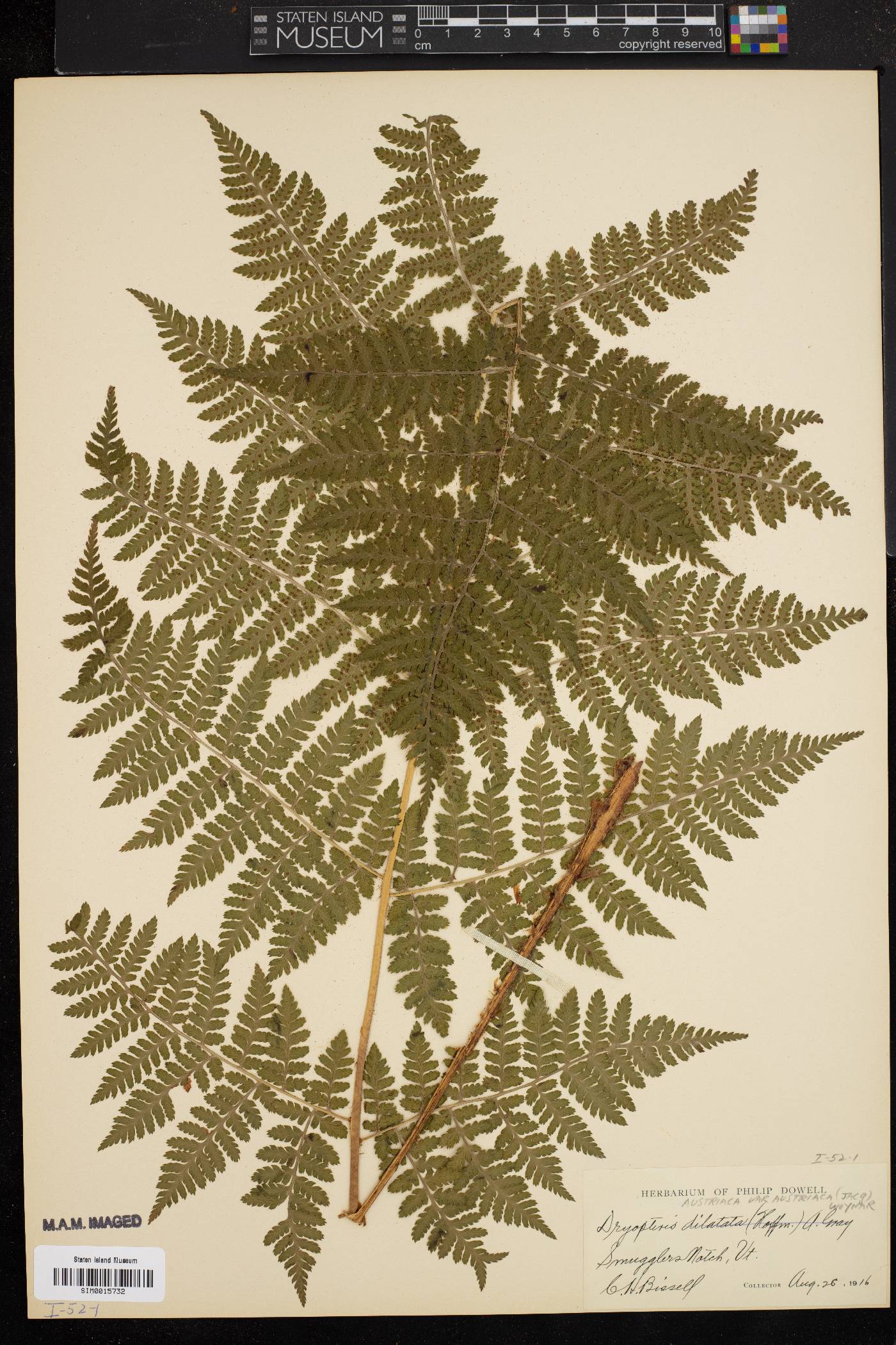 Dryopteris campyloptera image