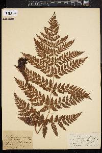 Dryopteris campyloptera image