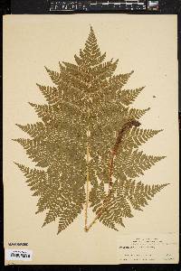 Dryopteris campyloptera image