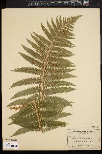 Dryopteris filix-mas image