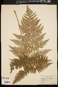 Dryopteris marginalis f. elegans image