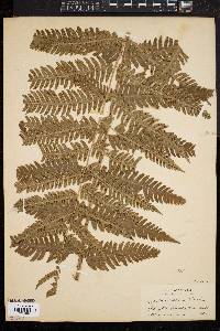 Dryopteris goldieana image