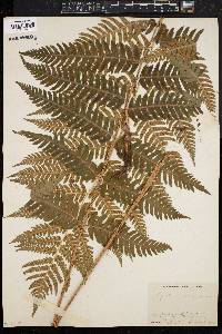 Dryopteris goldieana image