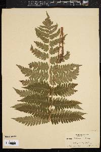 Dryopteris goldieana image