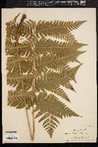 Dryopteris goldieana image