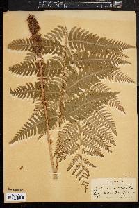 Dryopteris goldieana image