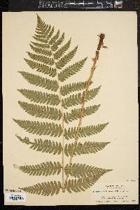 Dryopteris goldieana image