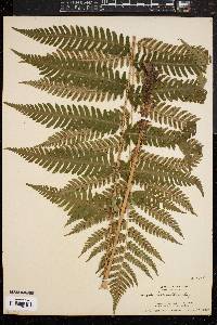 Dryopteris goldieana image