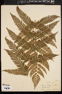 Dryopteris goldieana image