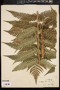 Dryopteris goldieana image