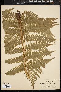 Dryopteris goldieana image