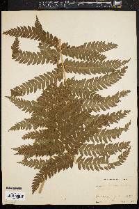 Dryopteris goldieana image