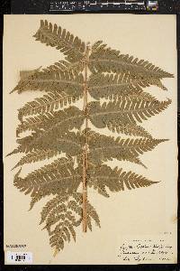 Dryopteris goldieana image