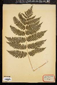 Dryopteris goldieana image