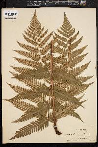 Dryopteris goldieana image