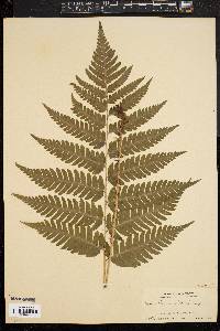 Dryopteris goldieana image