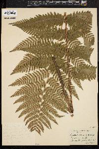 Dryopteris goldieana image