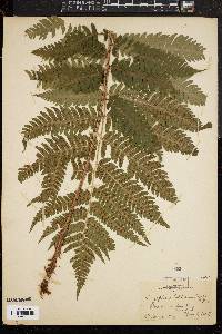Dryopteris goldieana image