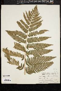 Dryopteris goldieana image