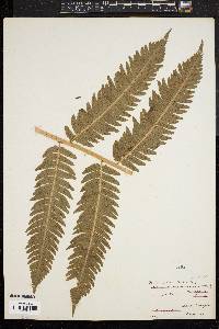 Dryopteris goldieana image