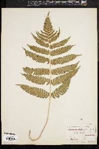 Dryopteris goldieana image