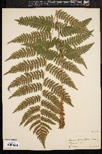 Dryopteris goldieana image