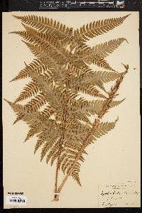 Dryopteris goldieana image