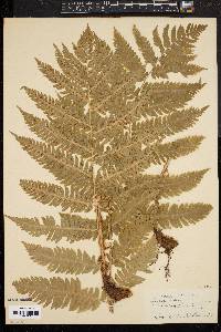 Dryopteris goldieana image