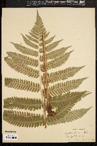 Dryopteris goldieana image