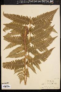 Dryopteris goldieana image