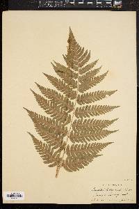 Dryopteris goldieana image