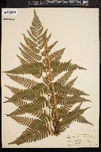 Dryopteris goldieana image