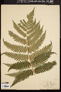 Dryopteris goldieana image