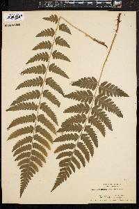 Dryopteris clintoniana image