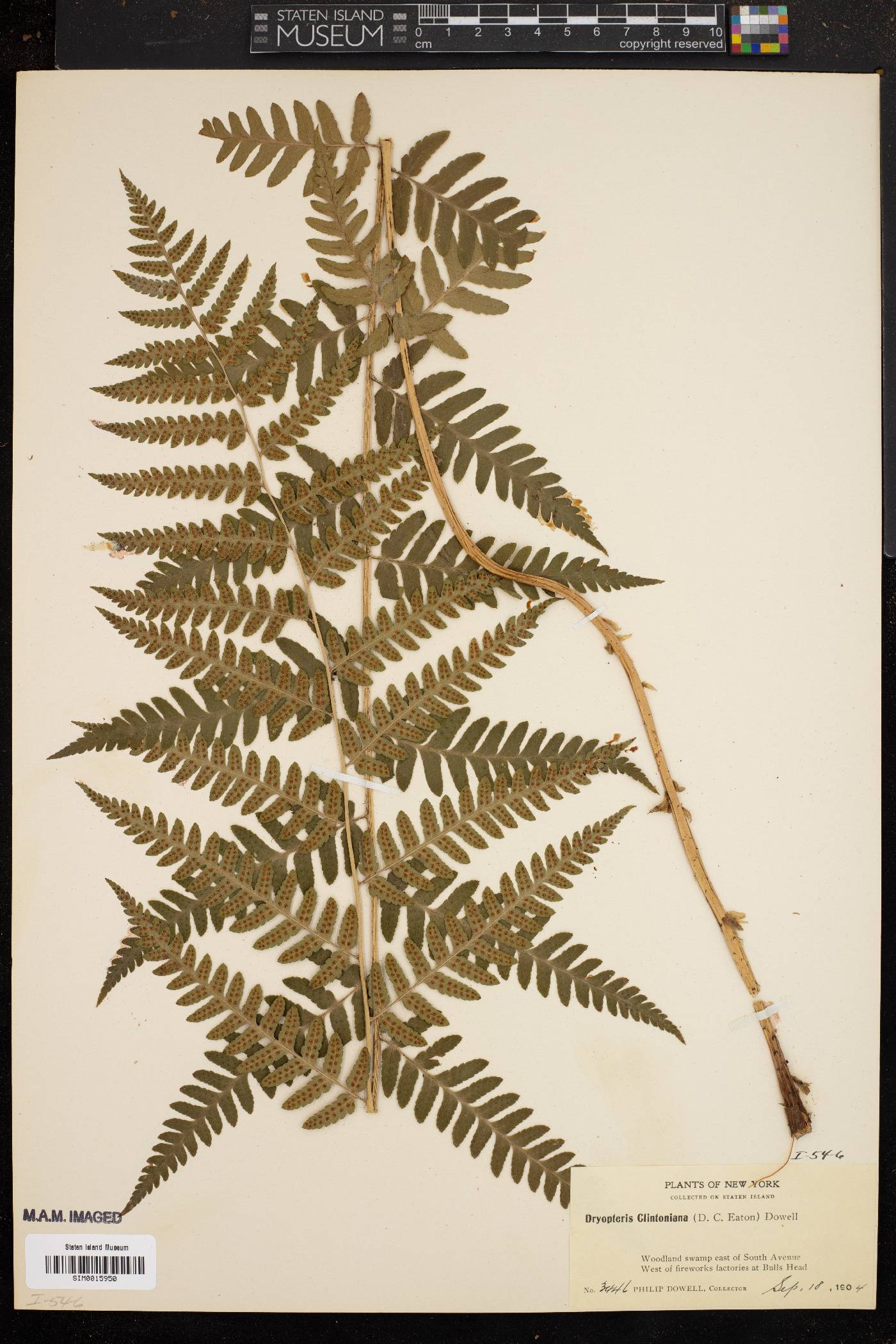 Dryopteris clintoniana image