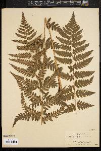 Dryopteris clintoniana image