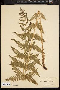 Dryopteris clintoniana image