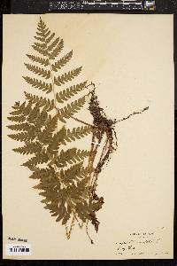 Dryopteris clintoniana image