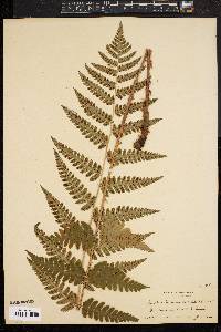 Dryopteris clintoniana image